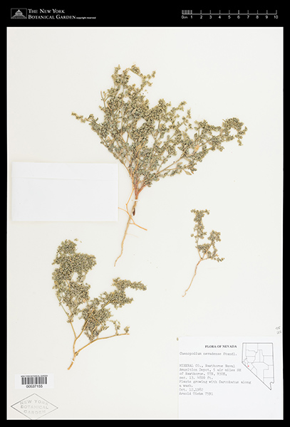 Herbarium Sheet of NY 537155